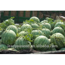 NW09 Haoqu red watermelon seed for open field seeds watermelon